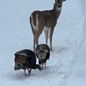 Meet your Posher, Nancy